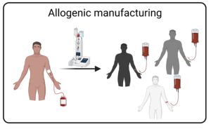 Allogenic manufacturing